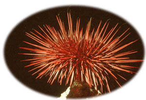 red_sea_urchin